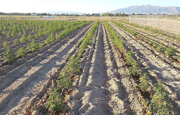 Positively Green Organics LLC has applied to grown industrial hemp in Douglas County. The Las Vegas-based company currently farms hemp in the Pahrump area.