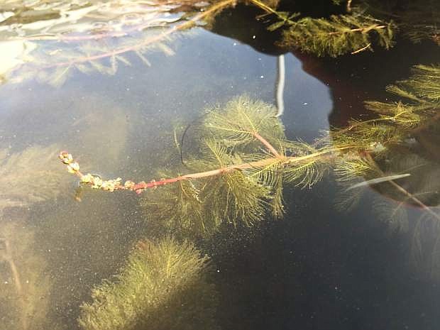 Eurasian watermilfoil, pictured here, and curly leaf pondweed are the primary aquatic invasive plants found in Lake Tahoe.