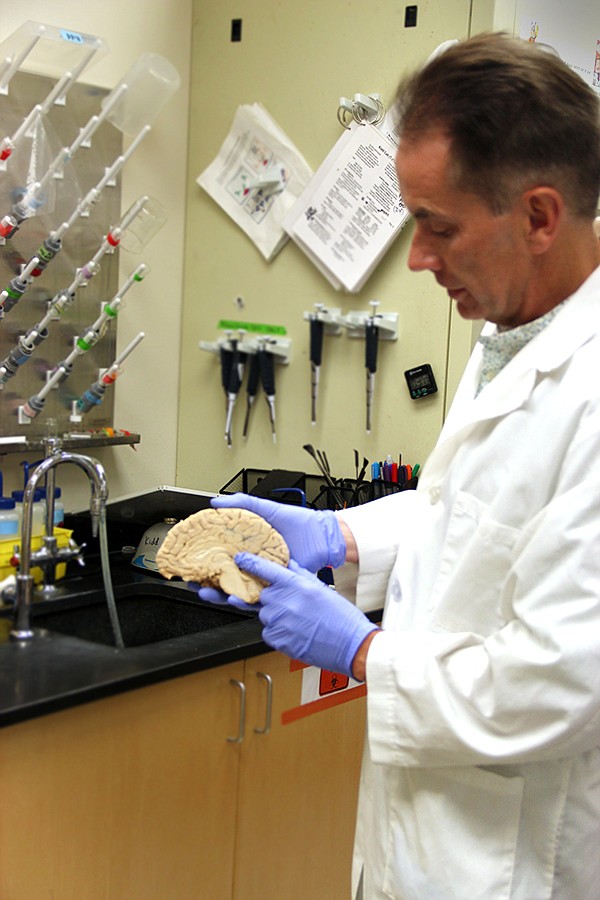 Thomas Kidd, associate professor in the University&#039;s biology department, points out the area of interest in the human brain that ties into his split-brain research using the fruit fly. 