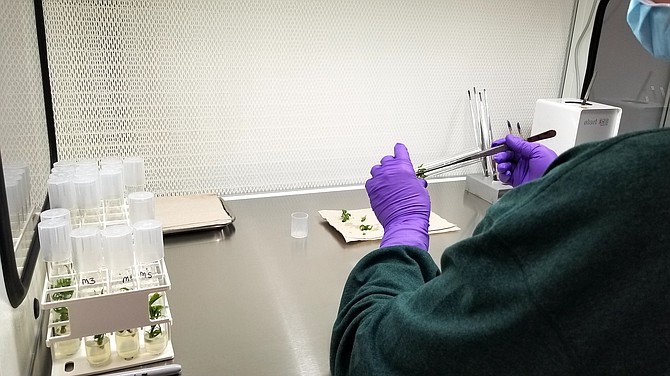 MedMen Mustang&#039;s tissue culture lab clones marijuana plants. 