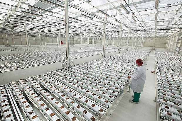 A look inside MedMen&#039;s 45,000-square-foot marijuana factory in Mustang, Nev. 
