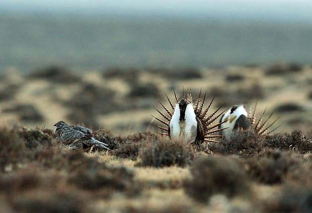 File - This April 10, 2014, file photo shows a male sage grouse trying to impress a group of hens.