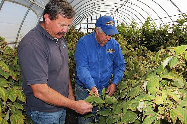 Albert Mulder, state agronomist, and Rick Lattin of Lattin Farms examine berries.