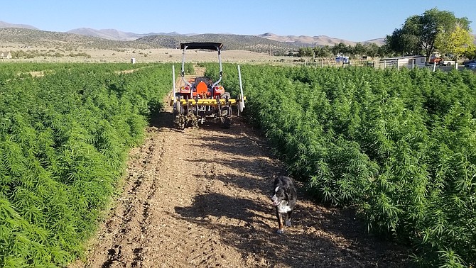 A tractor works on the hemp field at Hungry Mother Organics, one of 10 hemp growers operating in Carson Valley since federal law removed hemp as a Schedule 1 substance.