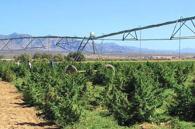 A look at a previous hemp harvest at a Nevada farm.