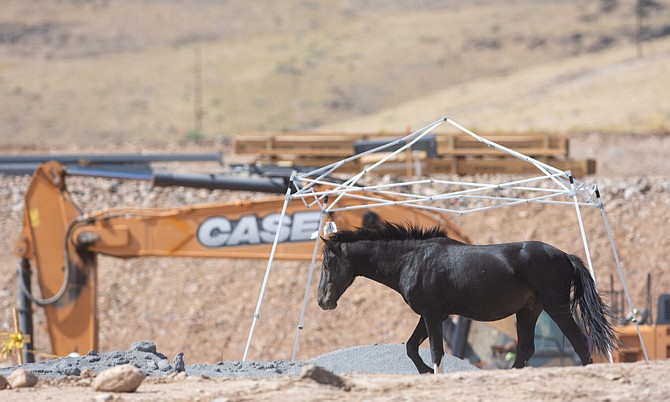 Wild horses at the Tahoe Regional Industrial Center on Wednesday, Sept. 12, 2018. 